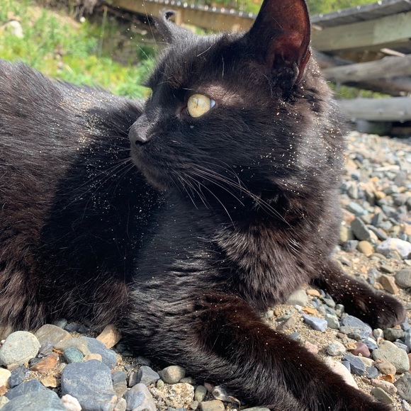 Meet your Posher, Sara - Picture 1 of 1